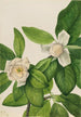 Magnolia à feuilles persistantes Magnolia virginiana - Mary Vaux Walcott — weergave van het kunstwerk