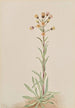 Vergerette élevée Erigeron acris - Mary Vaux Walcott — weergave van het kunstwerk