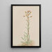 Vergerette élevée Erigeron acris - Mary Vaux Walcott — ingelijst kunstwerk aan de muur