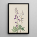 Dauphinelle élevée Delphinium elongatum - Mary Vaux Walcott — ingelijst kunstwerk aan de muur