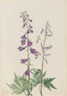 Dauphinelle élevée Delphinium elongatum - Mary Vaux Walcott — weergave van het kunstwerk