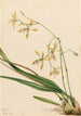 Épidendrum de Tampa Epidendrum tampense - Mary Vaux Walcott — weergave van het kunstwerk