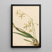 Épidendrum de Tampa Epidendrum tampense - Mary Vaux Walcott — ingelijst kunstwerk aan de muur