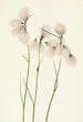 Linaigrette à feuilles étroites Eriophorum angustifolium - Mary Vaux Walcott — weergave van het kunstwerk
