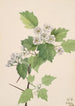 Aubépine écarlate Crataegus coccinea - Mary Vaux Walcott — weergave van het kunstwerk