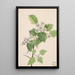 Aubépine écarlate Crataegus coccinea - Mary Vaux Walcott — ingelijst kunstwerk aan de muur