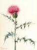 Chardon de l'Arizona Cirsium arizonica - Mary Vaux Walcott — weergave van het kunstwerk