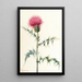 Chardon de l'Arizona Cirsium arizonica - Mary Vaux Walcott — ingelijst kunstwerk aan de muur