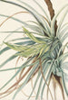 Tillandsia fasciculée Tillandsia fasciculata - Mary Vaux Walcott — weergave van het kunstwerk