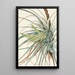 Tillandsia fasciculée Tillandsia fasciculata - Mary Vaux Walcott — ingelijst kunstwerk aan de muur