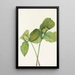 Trille sessile Trillium sessile - Mary Vaux Walcott — ingelijst kunstwerk aan de muur