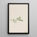 Houstonie rampante Houstonia procumbens - Mary Vaux Walcott — ingelijst kunstwerk aan de muur