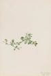 Houstonie rampante Houstonia procumbens - Mary Vaux Walcott — weergave van het kunstwerk