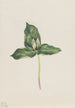 Trille décoloré Trillium discolor - Mary Vaux Walcott — weergave van het kunstwerk