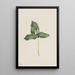 Trille décoloré Trillium discolor - Mary Vaux Walcott — ingelijst kunstwerk aan de muur