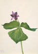 Trille dressé Trillium erectum - Mary Vaux Walcott — weergave van het kunstwerk
