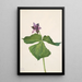 Trille dressé Trillium erectum - Mary Vaux Walcott — ingelijst kunstwerk aan de muur