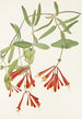 Chèvrefeuille trompette Lonicera sempervirens - Mary Vaux Walcott — weergave van het kunstwerk