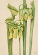 Sarracénie geel Sarracenia flava - Mary Vaux Walcott — weergave van het kunstwerk