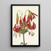 Lis turban Lilium superbum - Mary Vaux Walcott — ingelijst kunstwerk aan de muur