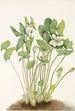 Jeffersonie à deux feuilles Jeffersonia diphylla - Mary Vaux Walcott — weergave van het kunstwerk