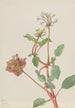 Zonder titel Tripterocalyx pedunculatus - Mary Vaux Walcott — weergave van het kunstwerk