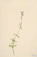 Véronique à feuilles de serpolet Veronica serpyllifolia - Mary Vaux Walcott — weergave van het kunstwerk