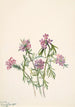 Verveine de Wright Verbena wrightii - Mary Vaux Walcott — weergave van het kunstwerk