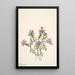 Verveine de Wright Verbena wrightii - Mary Vaux Walcott — ingelijst kunstwerk aan de muur