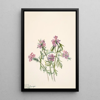 Mary Vaux Walcott - Vervain Verbena wrightii.webp