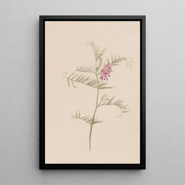 Mary Vaux Walcott - Vicia americana.webp