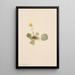 Violette orbiculaire Viola orbiculata - Mary Vaux Walcott — ingelijst kunstwerk aan de muur