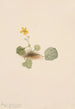 Violette orbiculaire Viola orbiculata - Mary Vaux Walcott — weergave van het kunstwerk
