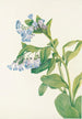 Mertensia virginica - Mary Vaux Walcott — weergave van het kunstwerk