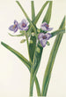 Tradescantia de Virginie - Mary Vaux Walcott — weergave van het kunstwerk
