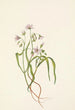 Claytonia de Virginie - Mary Vaux Walcott — weergave van het kunstwerk
