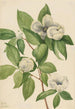 Stewartia de Virginie - Mary Vaux Walcott — weergave van het kunstwerk
