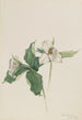 Trille blanc - Mary Vaux Walcott — weergave van het kunstwerk