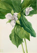 Trille simile - Mary Vaux Walcott — weergave van het kunstwerk