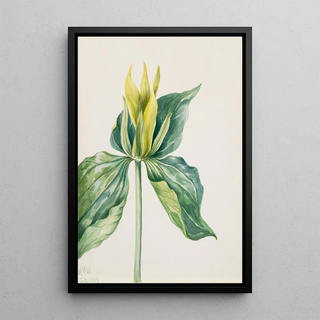 Mary Vaux Walcott - WakeRobin Trillium underwoodii.webp