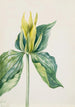 Trille d'Underwood - Mary Vaux Walcott — weergave van het kunstwerk