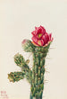 Cholla bâton de marche - Mary Vaux Walcott — weergave van het kunstwerk