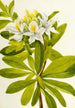 Azalée de l'Ouest - Mary Vaux Walcott — weergave van het kunstwerk