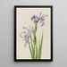 Iris missouriensis - Mary Vaux Walcott — ingelijst kunstwerk aan de muur