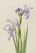 Iris missouriensis - Mary Vaux Walcott — weergave van het kunstwerk