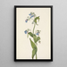 Mertensia paniculata - Mary Vaux Walcott — ingelijst kunstwerk aan de muur