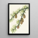Occidental Western Larch - Mary Vaux Walcott — ingelijst kunstwerk aan de muur