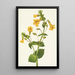 Mimulus guttatus - Mary Vaux Walcott — ingelijst kunstwerk aan de muur