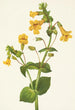 Mimulus guttatus - Mary Vaux Walcott — weergave van het kunstwerk