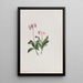 Chimaphila umbellata - Mary Vaux Walcott — ingelijst kunstwerk aan de muur